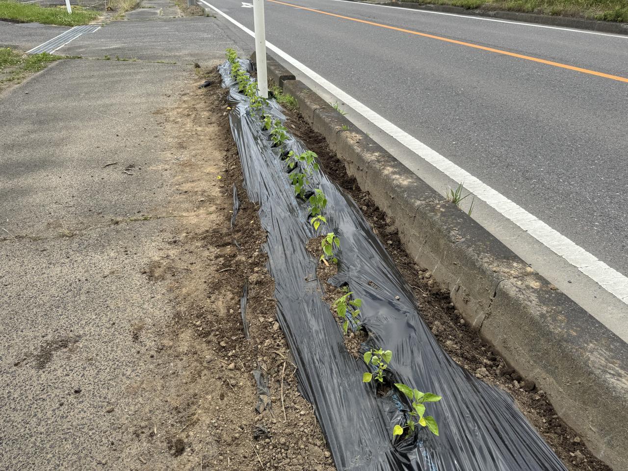 『花いっぱい運動』に参加中！サルビアを植えました🌱