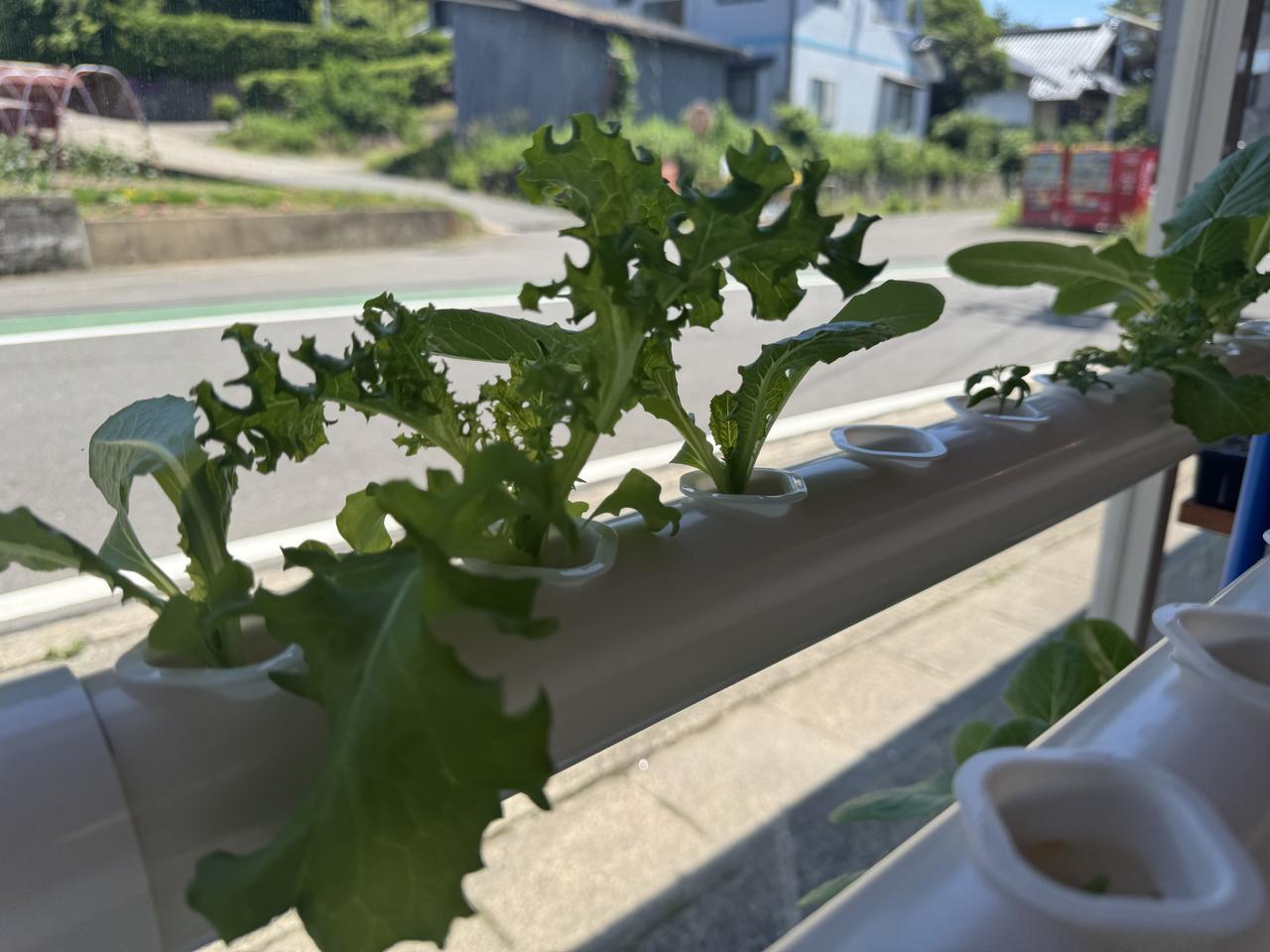 水耕栽培で育てたレタスを食べました🥬